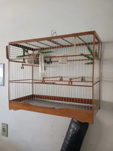 Animais e acessórios
