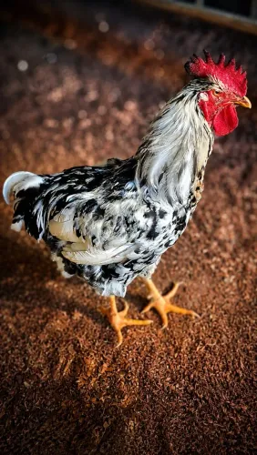 Galinha balão GSB/ ovos e pintinhos