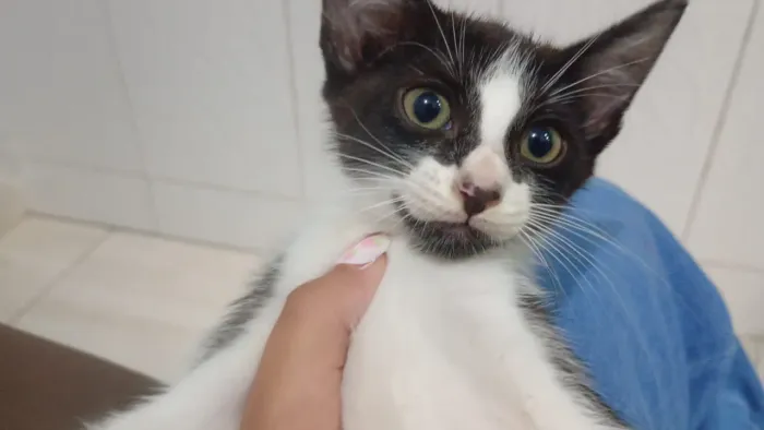 Gato para adoção 