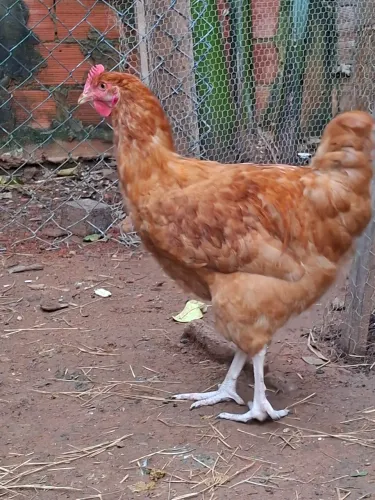 Frango