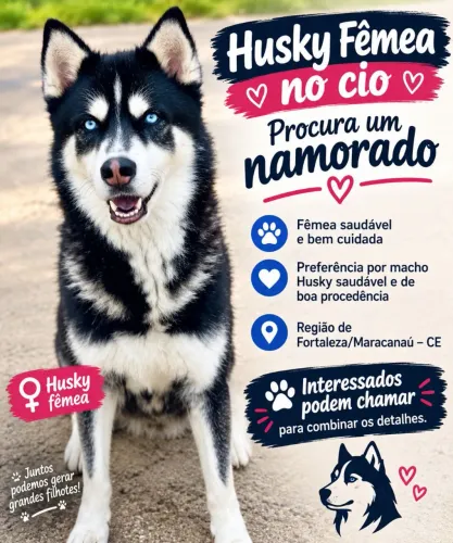 Husky fêmea no cio procurando namorado