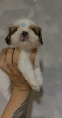 Shihtzu mini macho