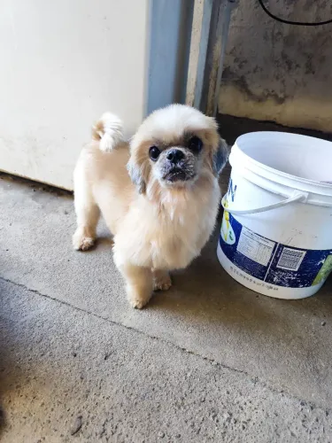 Shih tzu