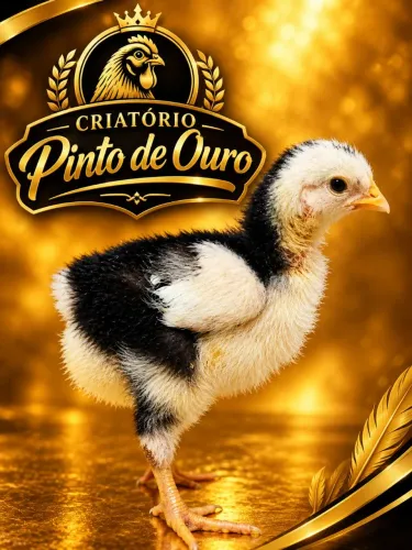 Pintinhos GSB - Galinha Sertaneja Balão