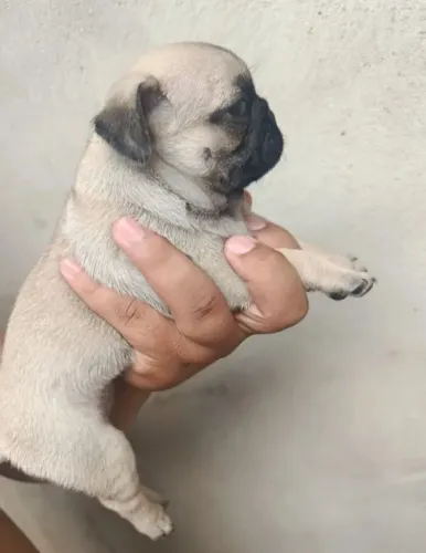 Pug Um companheiro que se destaca naturalmente