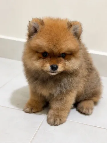 Lulu da Pomerania - Filhotes de Alto Padrão