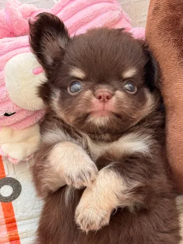 Chihuahua Tan de choco um verdadeiro príncipe de quatro patas