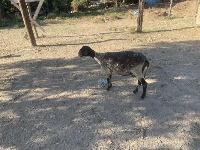 Ovelha
