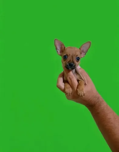 Pinscher Companheiro e Carinhoso