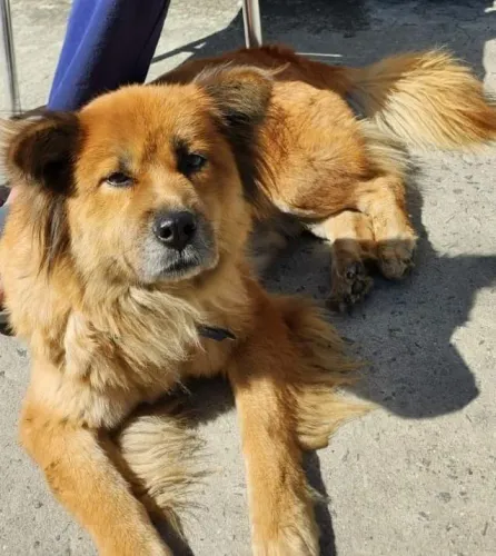 Cachorra para adoção 