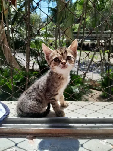 Doação de gato