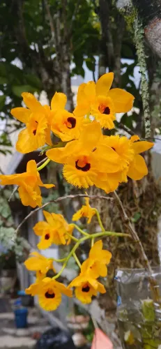Orquideas , bromelias, chifres de veado.