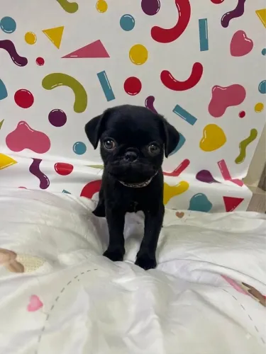 PROMOÇÃO PUG BLACK