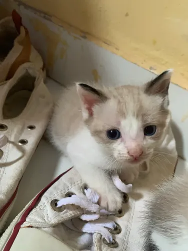 Doação de gatinhos