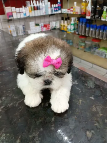Shih tzu filhotes 
