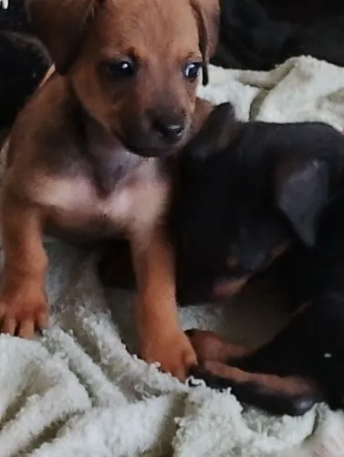 Cachorros a venda