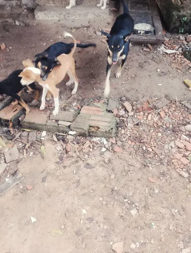Animais domésticos