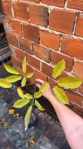 Ipê amarelo (negociável)
