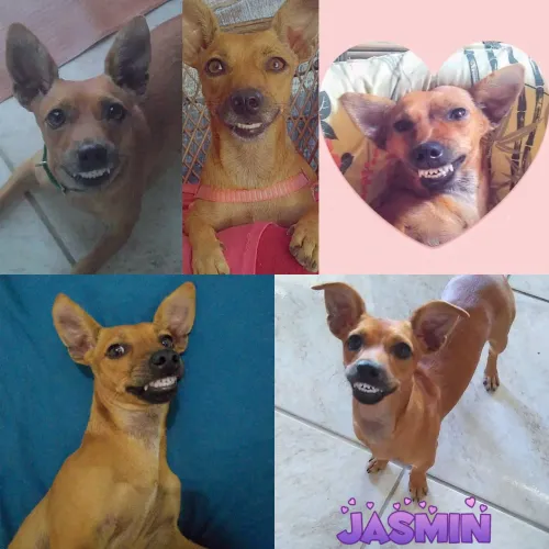 DOAÇÃO: UMA PINSCHER (LEIA A DESCRIÇÃO)