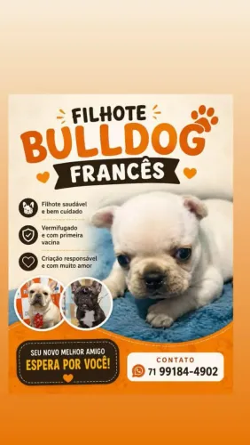 Bulldog francês 