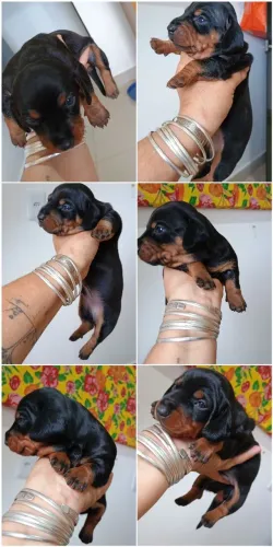 Filhotes de dachshunds 