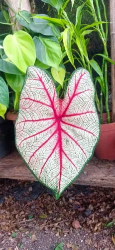 Planta caladium