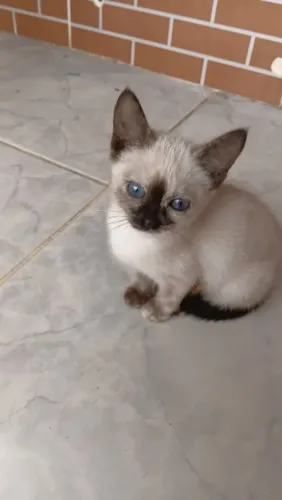Doação de uma linda gatinha 