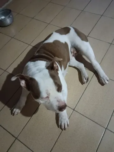 Doa se uma Pitbull fêmea, mal intencionados nem tentem