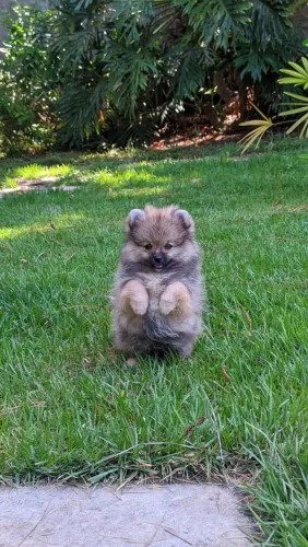 Fêmea de spitz alemão laranja maravilhosa