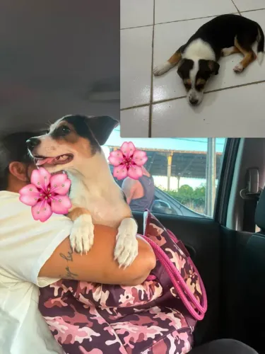 DOAÇÃO DE CACHORRO