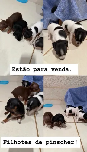 Filhotes