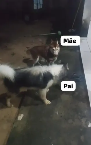 Filhote macho Husky Siberiano