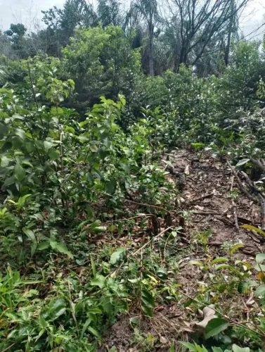 Vende-se terreno em Salinópolis