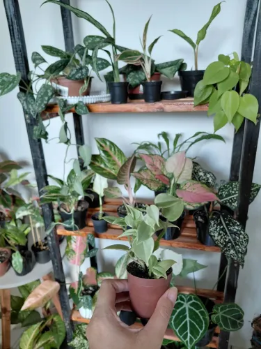 Plantas