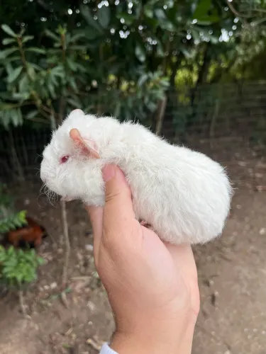 Fêmea us teddy Pig 