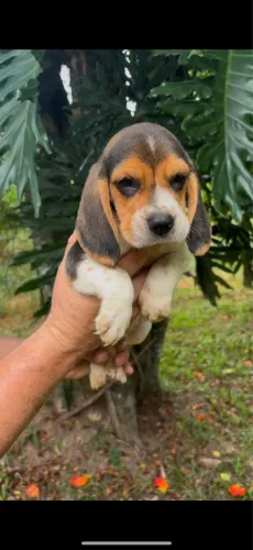 Beagles orelhudos