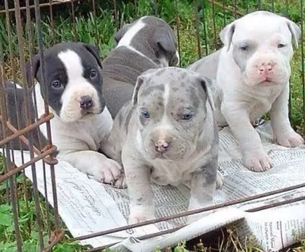 American Bully - Um Companheiro Perfeito Para Dias Tranquilos