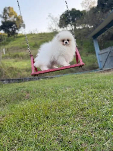 Spitz alemão anão a pronta entrega