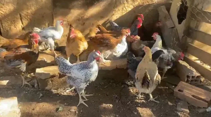Franguinho