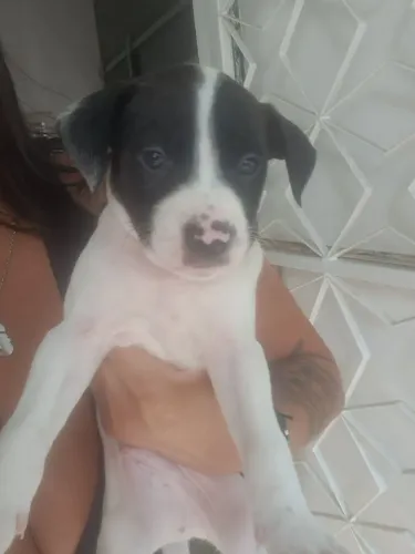 Doação de filhote