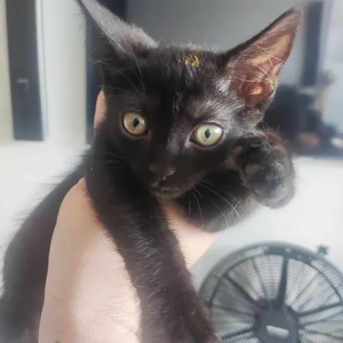 Gatas fêmea 3 meses