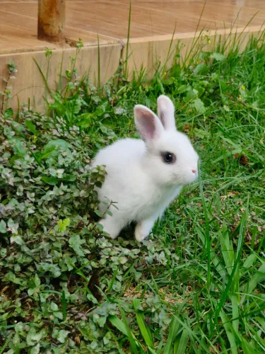 Coelho Anão Netherland Dwarf