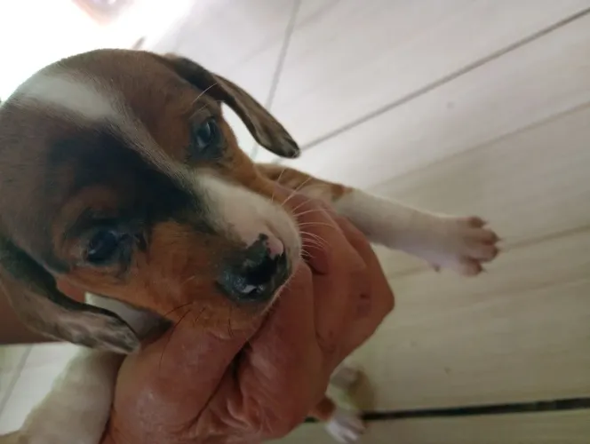 Cachorro de raça 