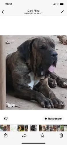 Fila Brasileiro