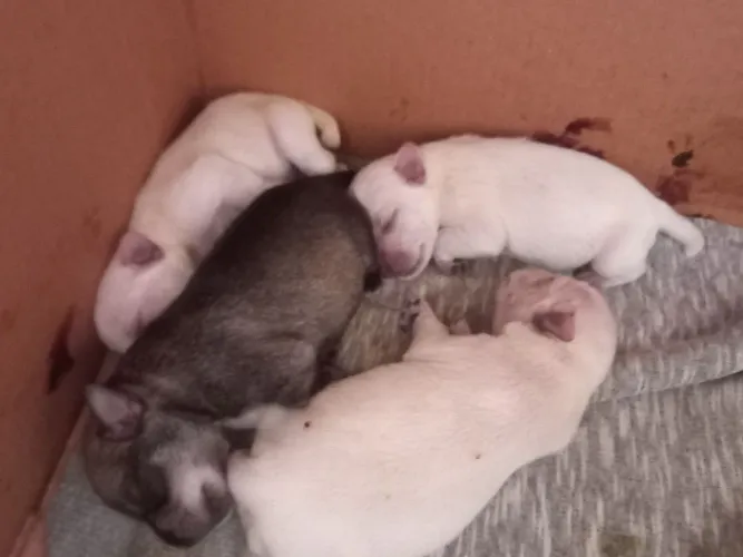 Filhotes cachorro raça schnauzer