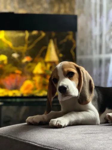 Filhotes De Beagle - Esses Filhotes Vão Derreter Seu Coração 