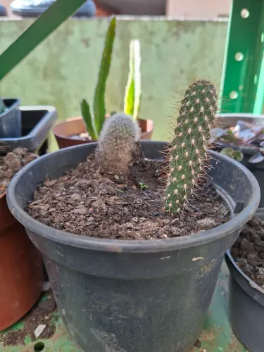 Vende se plantas