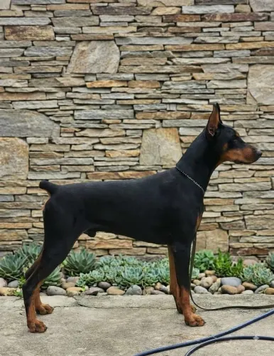 Dobermann jovem aos 18 meses