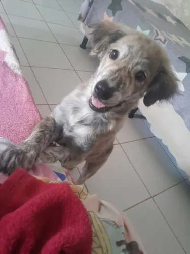 Doação - cachorro macho, 6 meses (porte médio)