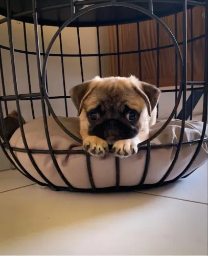 Lindos filhotes de pug